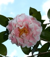 Betty Sheffield Funny Face Camellia, Camellia japonica 'Betty Sheffield Funny Face', C. japonica 'Charming Betty'